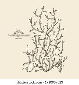 Background with cladosiphon okamuranus: cladosiphon seaweed, mozuku sea kale. Brown algae. Edible seaweed. Vector hand drawn illustration.