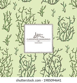 Background with cladosiphon okamuranus: cladosiphon seaweed, mozuku sea kale. Brown algae. Edible seaweed. Vector hand drawn illustration.