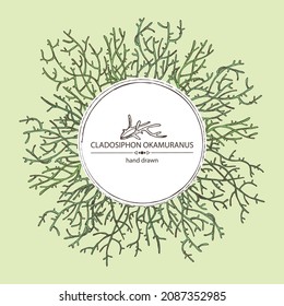 Background with cladosiphon okamuranus: cladosiphon seaweed, mozuku sea kale. Brown algae. Edible seaweed. Vector hand drawn illustration.