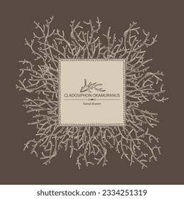 Background with cladosiphon okamuranus: cladosiphon seaweed, mozuku sea kale. Brown algae. Edible seaweed. Vector hand drawn illustration.