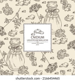 Background with cnidium: plant and cnidium tuber and bottle of cnidium essential oil. Ligusticum wallichii. Cosmetic, perfumery and medical plant. Vector hand drawn illustration