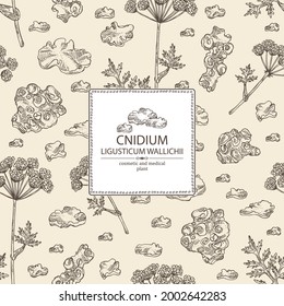 Background with cnidium: plant and cnidium tuber. Ligusticum wallichii. Cosmetic and medical plant. Vector hand drawn illustration