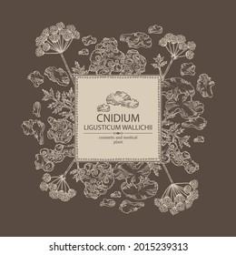 Hintergrund mit Natrium: Pflanze- und Nadelbäume. Ligusticum wallichii. Kosmetische und medizinische Pflanze. handgezeichnete Vektorgrafik