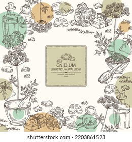 Background with cnidium: plant and cnidium tuber. Ligusticum wallichii. Cosmetic and medical plant. Vector hand drawn illustration