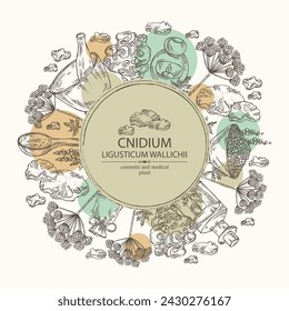 Hintergrund mit Cnidium: Pflanze und Cnidiumknolle. Ligusticum wallichii. Kosmetische und medizinische Pflanze. Vektorgrafik