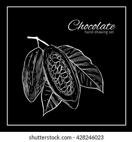 Background with Cocoa bean and leaf. Hand drawn sketch etch illustration. 