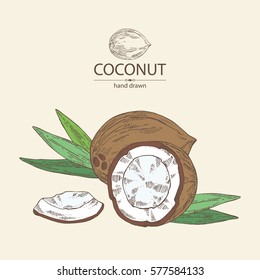 Background with coconut. hand drawn