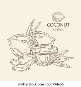 Background with coconut. hand drawn