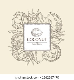 Background with coconut. Vector hand drawn illustration. 