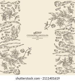 Background with codonopsis lanceolata: plant, flowers and codonopsis lanceolata roots. Cosmetic and medical plant. Vector hand drawn illustration