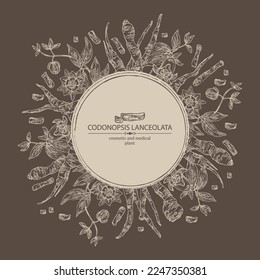 Antecedentes con codonopsis lanceolata: raíces de plantas, flores y codonopsis lanceolata. Planta cosmética y médica. Ilustración dibujada a mano por el vector