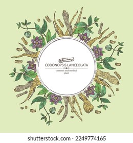 Background with codonopsis lanceolata: plant, flowers and codonopsis lanceolata roots. Cosmetic and medical plant. Vector hand drawn illustration