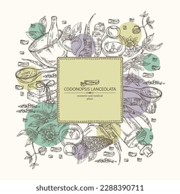 Background with codonopsis lanceolata: plant, flowers and codonopsis lanceolata roots. Oil, soap and bath salt . Cosmetics and medical plant. Vector hand drawn illustration