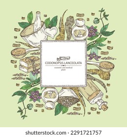 Background with codonopsis lanceolata: plant, flowers and codonopsis lanceolata roots. Oil, soap and bath salt . Cosmetics and medical plant. Vector hand drawn illustration
