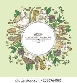Background with codonopsis lanceolata: plant, flowers and codonopsis lanceolata roots. Oil, soap and bath salt . Cosmetics and medical plant. Vector hand drawn illustration