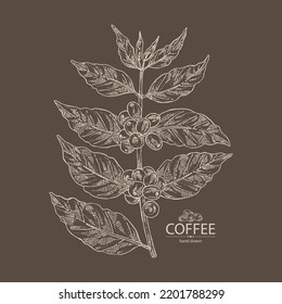 Background with coffee: coffee plant, leaves and coffee fruit. Vector hand drawn illustration.