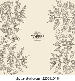 Background with coffee: coffee plant, leaves and coffee fruit. Vector hand drawn illustration.