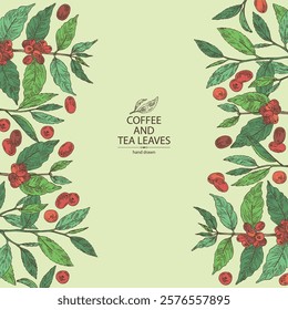 Background with coffee and tea: coffee plant, coffee fruit, green tea, branch tea and tea leaves. Vector hand drawn illustration.