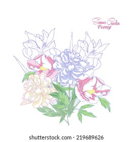 Background with color peonies and irises