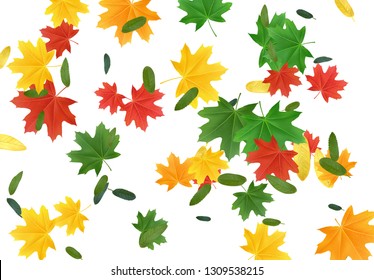 Background colorful Fall Foliage. Autumn leaves maple and other trees. Falling effect 