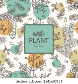 Fundo com coníferas: cedro e cone, abeto, taxus baccata e thuja plicata. Cosméticos e planta médica. Ilustração desenhada à mão vetorial.