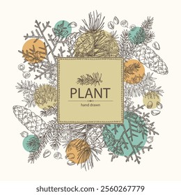 Background with conifers: cedar and cone, spruce tree, taxus baccata and thuja plicata. Cosmetics and medical plant. Vector hand drawn illustration.