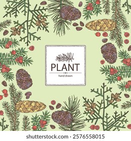 Background with conifers: cedar and cone, spruce tree, taxus baccata and thuja plicata. Cosmetics and medical plant. Vector hand drawn illustration.