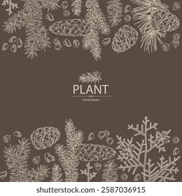 Background with conifers: cedar and cone, spruce tree, taxus baccata and thuja plicata. Cosmetics and medical plant. Vector hand drawn illustration.