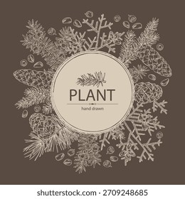 Fundo com coníferas: cedro e cone, abeto, taxus baccata e thuja plicata. Cosméticos e planta médica. Ilustração desenhada à mão vetorial.