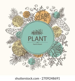 Background with conifers: cedar and cone, spruce tree, taxus baccata and thuja plicata. Cosmetics and medical plant. Vector hand drawn illustration.