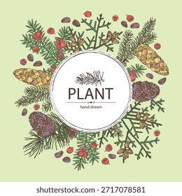 Background with conifers: cedar and cone, spruce tree, taxus baccata and thuja plicata. Cosmetics and medical plant. Vector hand drawn illustration.