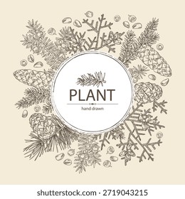 Background with conifers: cedar and cone, spruce tree, taxus baccata and thuja plicata. Cosmetics and medical plant. Vector hand drawn illustration.