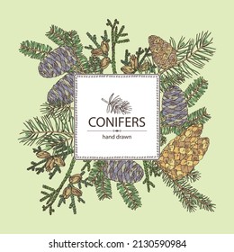 Background with conifers: korean fir, thuja plicata, pine tree and spruce tree. Cosmetics and medical plant. Vector hand drawn illustration.