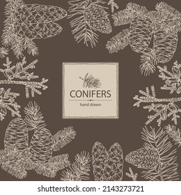 Background with conifers: korean fir, thuja plicata, pine tree and spruce tree. Cosmetics and medical plant. Vector hand drawn illustration.