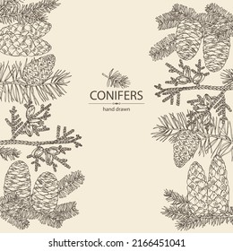 Background with conifers: korean fir, thuja plicata, pine tree and spruce tree. Cosmetics and medical plant. Vector hand drawn illustration.