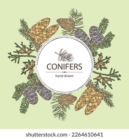 Background with conifers: korean fir, thuja plicata, pine tree and spruce tree. Cosmetics and medical plant. Vector hand drawn illustration.