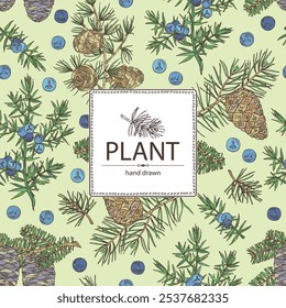 Fundo com coníferas: pinheiro e cone, abeto coreano, zimbro e larix. Cosméticos e planta médica. Ilustração desenhada à mão vetorial.