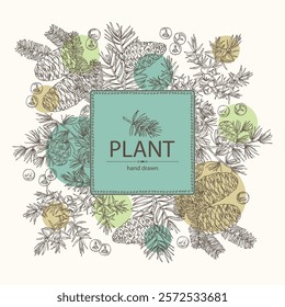 Background with conifers: pine tree and cone, korean fir, juniper and larix. Cosmetics and medical plant. Vector hand drawn illustration.