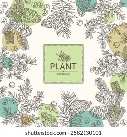 Background with conifers: pine tree and cone, korean fir, juniper and larix. Cosmetics and medical plant. Vector hand drawn illustration.