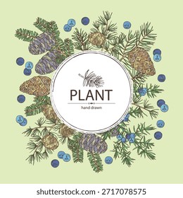 Background with conifers: pine tree and cone, korean fir, juniper and larix. Cosmetics and medical plant. Vector hand drawn illustration.