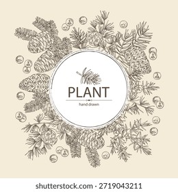 Fondo con coníferas: pino y cono, abeto coreano, enebro y larix. Cosméticos y planta médica. Vector dibujado a mano ilustración.