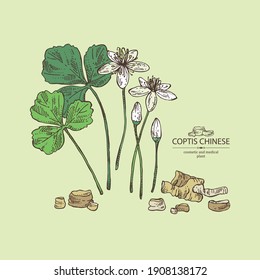 Background with coptis chinese: plant, leaves, root and coptis chinese flowers. Cosmetic and medical plant. Vector hand drawn illustration