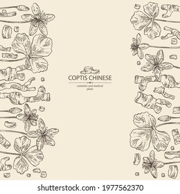 Background with coptis chinese: plant, leaves, root and coptis chinese flowers. Cosmetic and medical plant. Vector hand drawn illustration