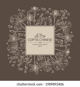 Background with coptis chinese: plant, leaves, root and coptis chinese flowers. Cosmetic and medical plant. Vector hand drawn illustration