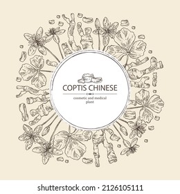 Background with coptis chinese: plant, leaves, root and coptis chinese flowers. Cosmetic and medical plant. Vector hand drawn illustration