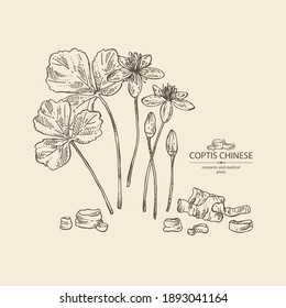 Background with coptis chinese: plants leaves, root and coptis chinese flowers. Cosmetic and medical plant. Vector hand drawn illustration