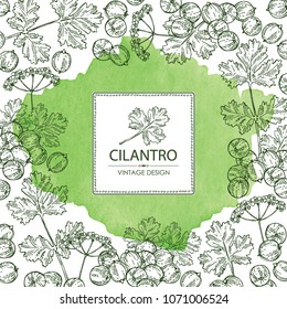 Background with coriander and cilantro. Vector hand drawn illustration.