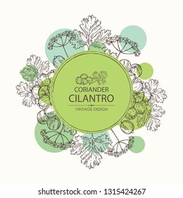 Background with coriander and cilantro. Vector hand drawn illustration.