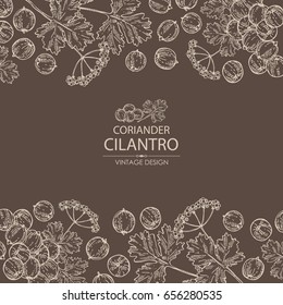 Background with coriander and cilantro. Vector hand drawn illustration.
