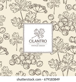 Background with coriander and cilantro. Vector hand drawn illustration.